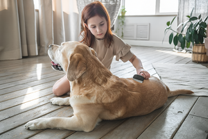 Grooming Tools for a Healthy Coat