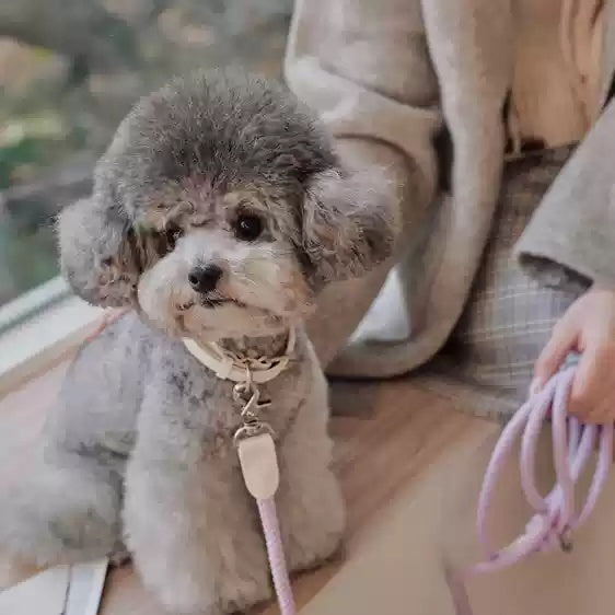 Hand Holding Rope Dog Leash